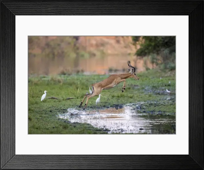 Framed Print : Male impala leaping over pool of water, Lower Zambezi National Park, Zambia Framed Print : Male impala leaping over pool of water, Lower Zambezi National Park, Zambia