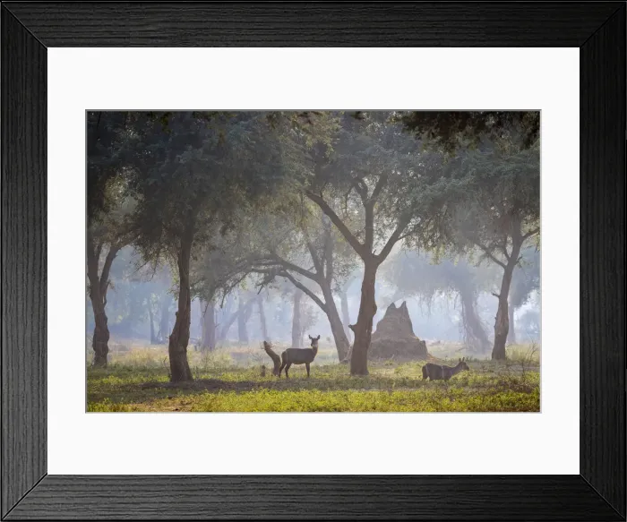 Framed Print : Common waterbucks in grove of Acacia trees on floodplain beside the Lower Zambezi River, Lower Zambezi National Park, Zambia Framed Print : Common waterbucks in grove of Acacia trees on floodplain beside the Lower Zambezi River, Lower Zambezi National Park, Zambia