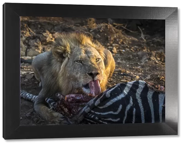 Lion with zebra kill, Lower Zambezi National Park, Zambia