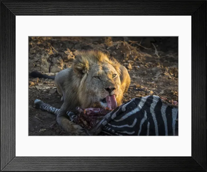 Framed Print : Lion with zebra kill, Lower Zambezi National Park, Zambia