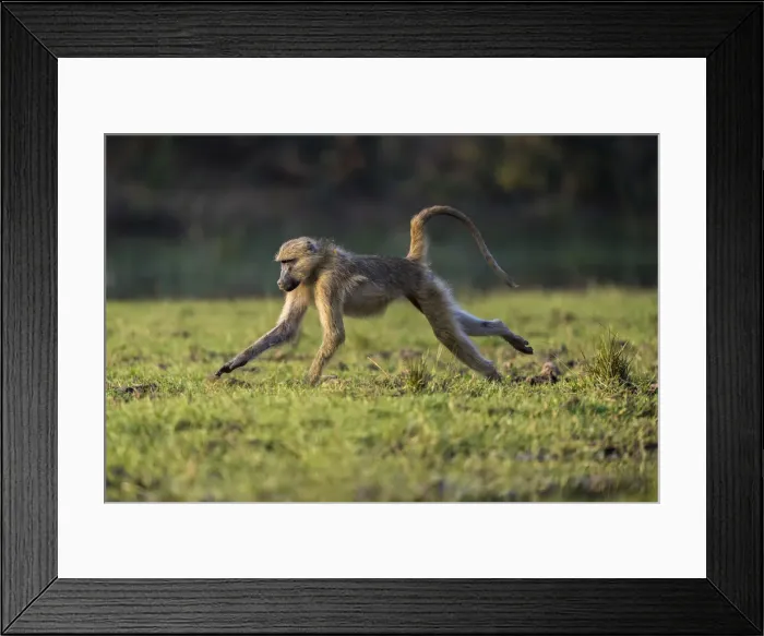 Framed Print : Chacma baboon on bank of Inkalange Channel, Lower Zambezi National Park, Zambia Framed Print : Chacma baboon on bank of Inkalange Channel, Lower Zambezi National Park, Zambia