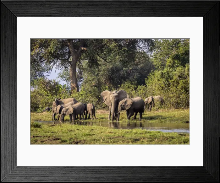 Framed Print : African elephant herd at Inkalange Channel, Lower Zambezi National Park, Zambia Framed Print : African elephant herd at Inkalange Channel, Lower Zambezi National Park, Zambia