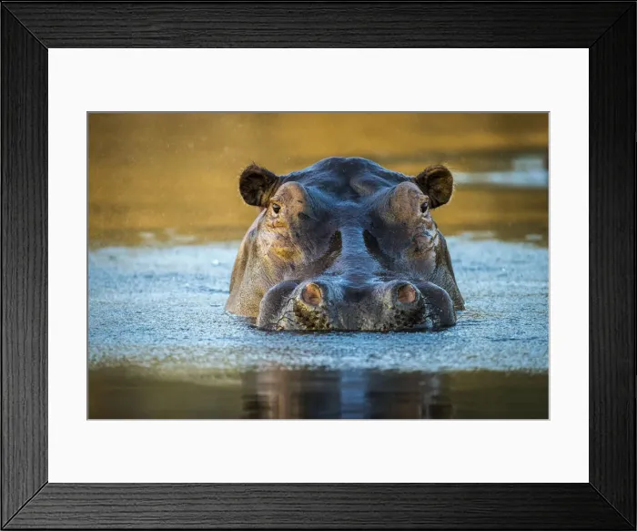 Framed Print : Hippopotamus in the Chongwe River, Lower Zambezi National Park, Zambia Framed Print : Hippopotamus in the Chongwe River, Lower Zambezi National Park, Zambia