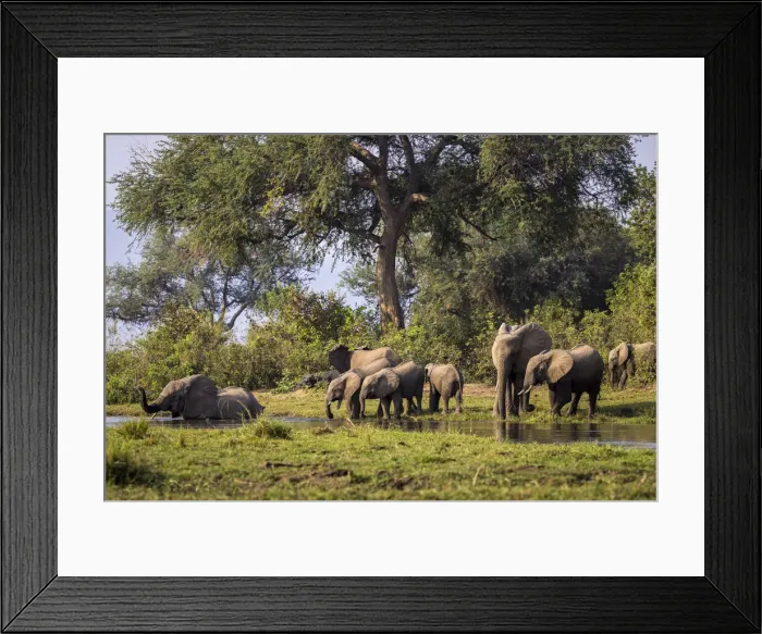 Framed Print : African elephant herd preparing to cross the Inkalange Channel, Lower Zambezi National Park, Zambia Framed Print : African elephant herd preparing to cross the Inkalange Channel, Lower Zambezi National Park, Zambia