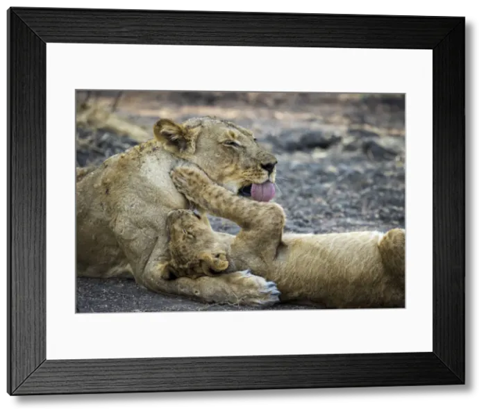 Framed Print : Lioness grooming her cub, Lower Zambezi National Park, Zambia Framed Print : Lioness grooming her cub, Lower Zambezi National Park, Zambia