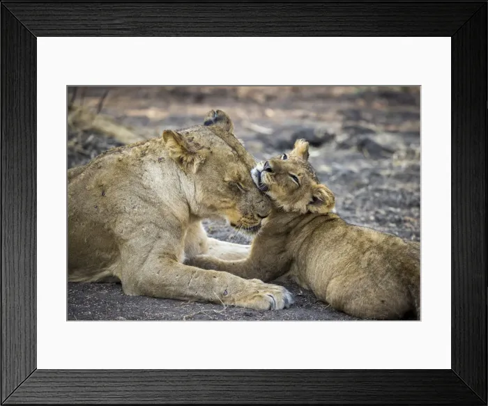 Framed Print : Lioness with cub, Lower Zambezi National Park, Zambia Framed Print : Lioness with cub, Lower Zambezi National Park, Zambia