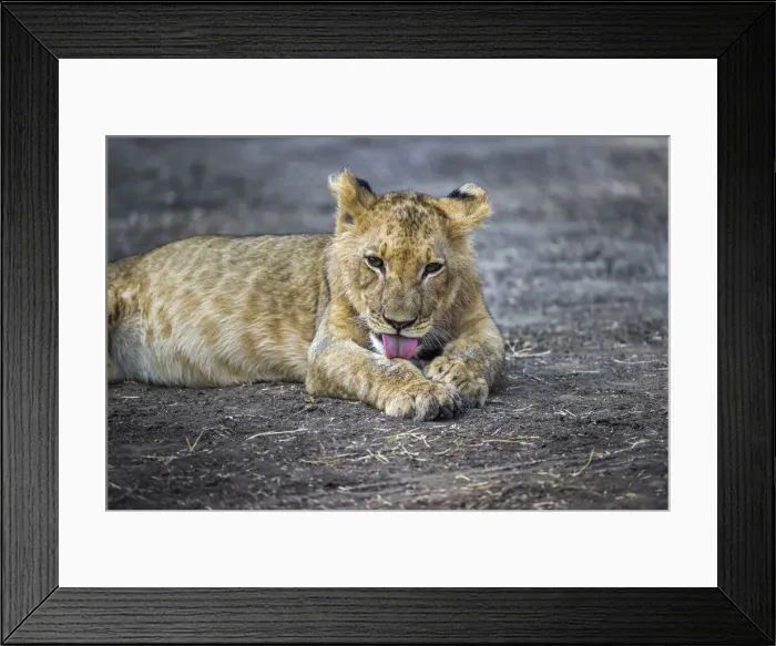 Framed Print : Lion cub grooming, Lower Zambezi National Park, Zambia
