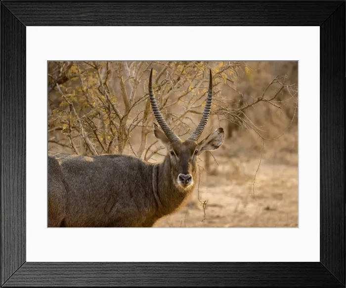 Framed Print : Adult male waterbuck, Lower Zambezi National Park, Zambia Framed Print : Adult male waterbuck, Lower Zambezi National Park, Zambia
