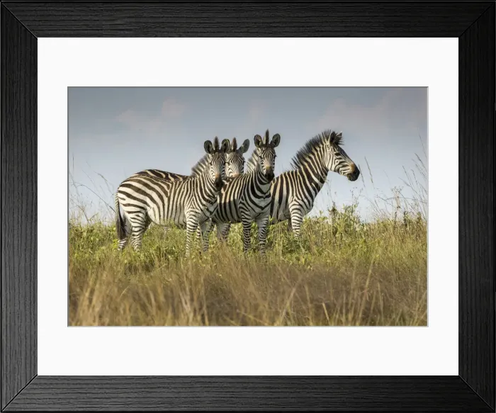 Framed Print : A small dazzle of zebras in grassland, Liuwa Plain National Park, Zambia Framed Print : A small dazzle of zebras in grassland, Liuwa Plain National Park, Zambia