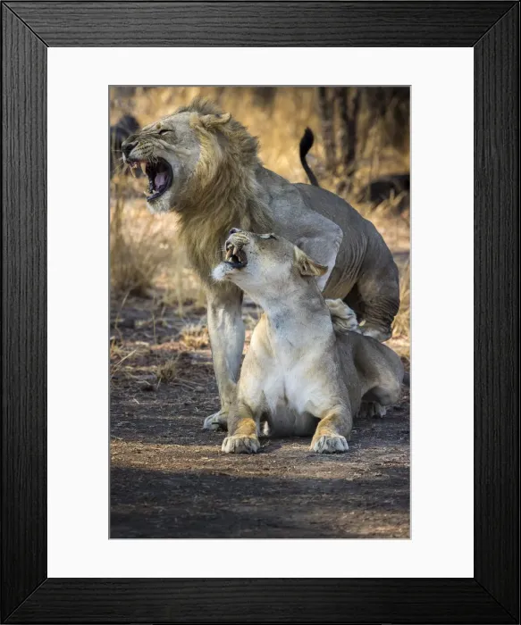 Framed Print : Lions mating, South Luangwa National Park, Zambia Framed Print : Lions mating, South Luangwa National Park, Zambia