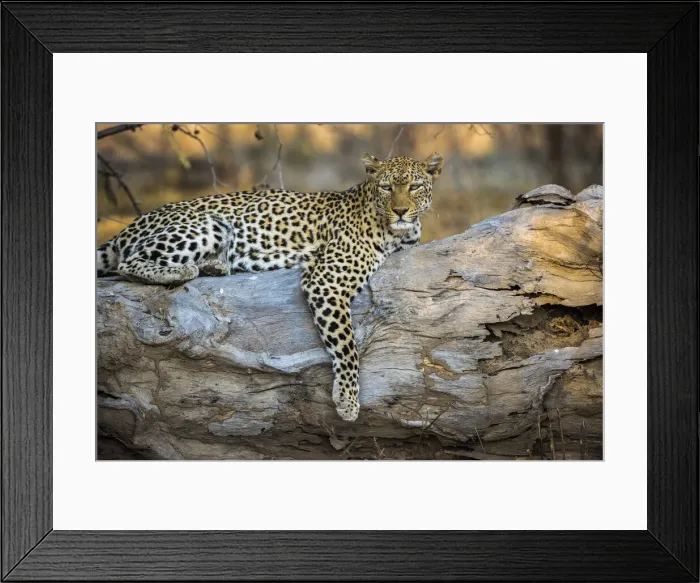 Framed Print : Leopard resting on fallen tree, Lower Zambezi National Park, Zambia Framed Print : Leopard resting on fallen tree, Lower Zambezi National Park, Zambia