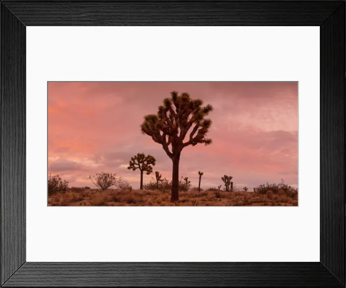 Framed Print : Joshua Trees at Sunset, Joshua Tree National Park, California, USA