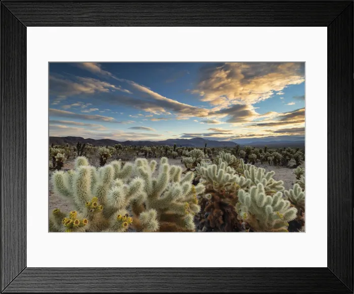 Framed Print : The Cholla Cactus Garden at Sunrise, Joshua Tree National Park, California, USA Framed Print : The Cholla Cactus Garden at Sunrise, Joshua Tree National Park, California, USA