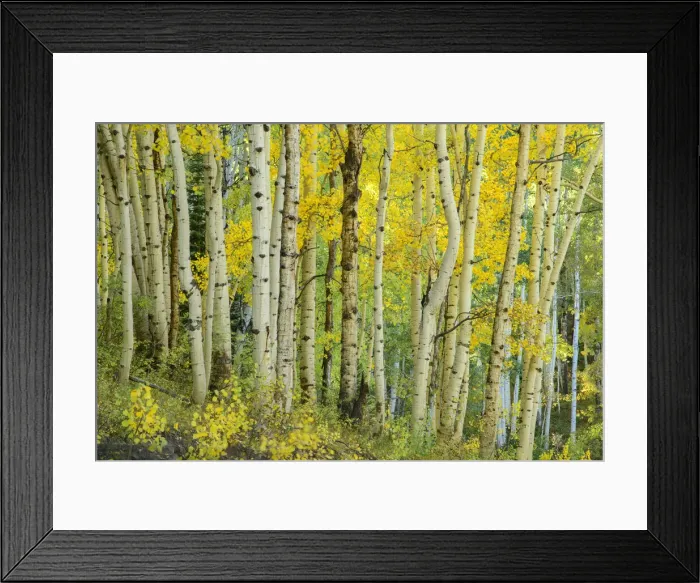 Framed Print : USA, Rocky Mountains, Colorado, Gunnison National Forest, Crested Butte, Aspen forest Framed Print : USA, Rocky Mountains, Colorado, Gunnison National Forest, Crested Butte, Aspen forest