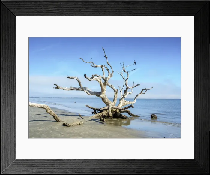 Framed Print : Florida, Jekyll Island, Driftwood Beach, Live Oak Tree, Eroded, Comorant, Coastal Erosion, Atlantic Ocean Framed Print : Florida, Jekyll Island, Driftwood Beach, Live Oak Tree, Eroded, Comorant, Coastal Erosion, Atlantic Ocean
