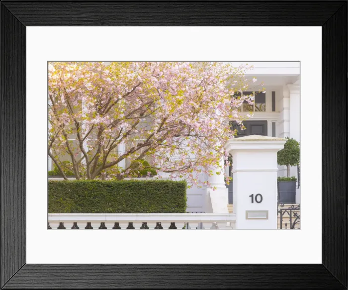 Framed Print : Cherry tree in blossom, South Kensington, London, England, UK Framed Print : Cherry tree in blossom, South Kensington, London, England, UK