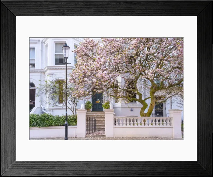 Framed Print : Magnolia tree, Kensington, London, England, UK Framed Print : Magnolia tree, Kensington, London, England, UK