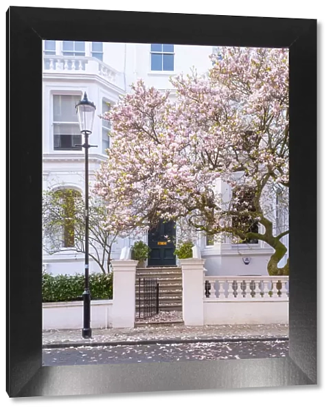 Magnolia tree, Kensington, London, England, UK