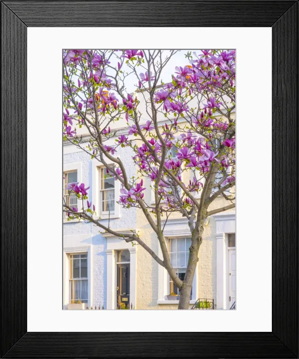 Framed Print : Magnolia tree, Kensington, London, England, UK Framed Print : Magnolia tree, Kensington, London, England, UK