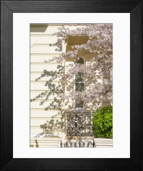 Framed Print : Cherry blossom, Notting Hill, London, England, UK Framed Print : Cherry blossom, Notting Hill, London, England, UK