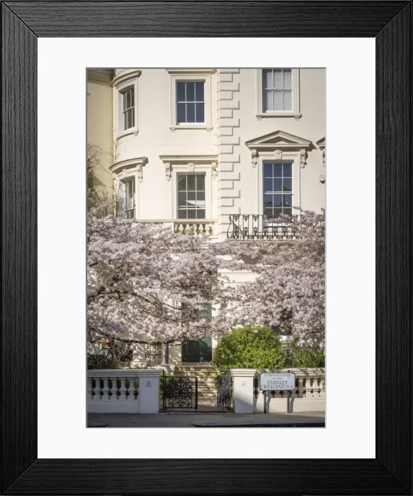 Framed Print : Cherry blossom, Notting Hill, London, England, UK Framed Print : Cherry blossom, Notting Hill, London, England, UK