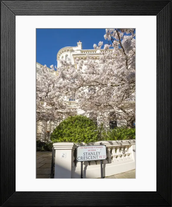 Framed Print : Cherry blossom, Notting Hill, London, England, UK Framed Print : Cherry blossom, Notting Hill, London, England, UK