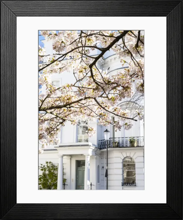 Framed Print : Cherry blossom, Notting Hill, London, England, UK Framed Print : Cherry blossom, Notting Hill, London, England, UK