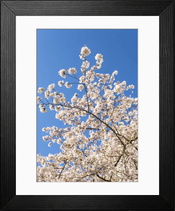 Framed Print : Cherry blossom, Notting Hill, London, England, UK Framed Print : Cherry blossom, Notting Hill, London, England, UK