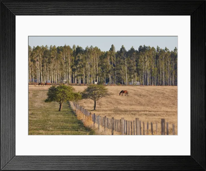 Framed Print : Horses in a field of the Estancia La Violeta Polo Club, Chajari, Entre Rios, Argentina