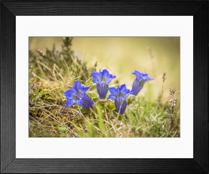 Framed Print : Stemless Gentian (Gentiana clusii) in the rear Villgratental, East Tyrol, Tyrol, Austria Framed Print : Stemless Gentian (Gentiana clusii) in the rear Villgratental, East Tyrol, Tyrol, Austria