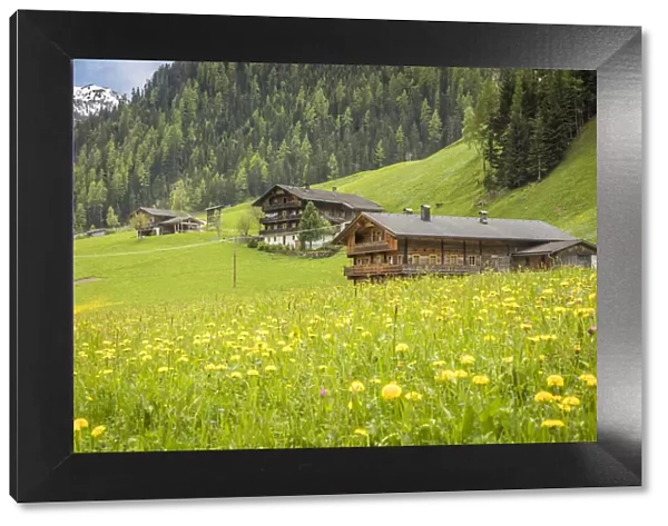 Summer meadow and mountain farms in Arntal, Villgratental, East Tyrol, Tyrol, Austria