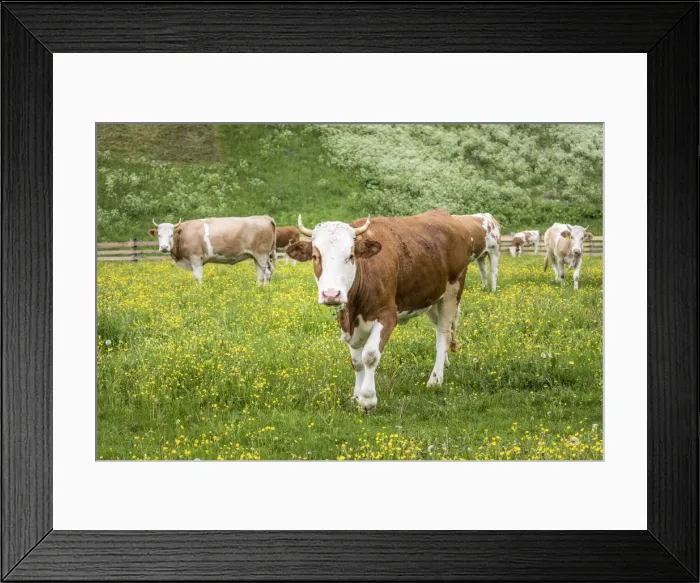 Framed Print : Young cows on the pasture in the village of Innervillgraten, Villgratental, East Tyrol, Tyrol, Austria Framed Print : Young cows on the pasture in the village of Innervillgraten, Villgratental, East Tyrol, Tyrol, Austria