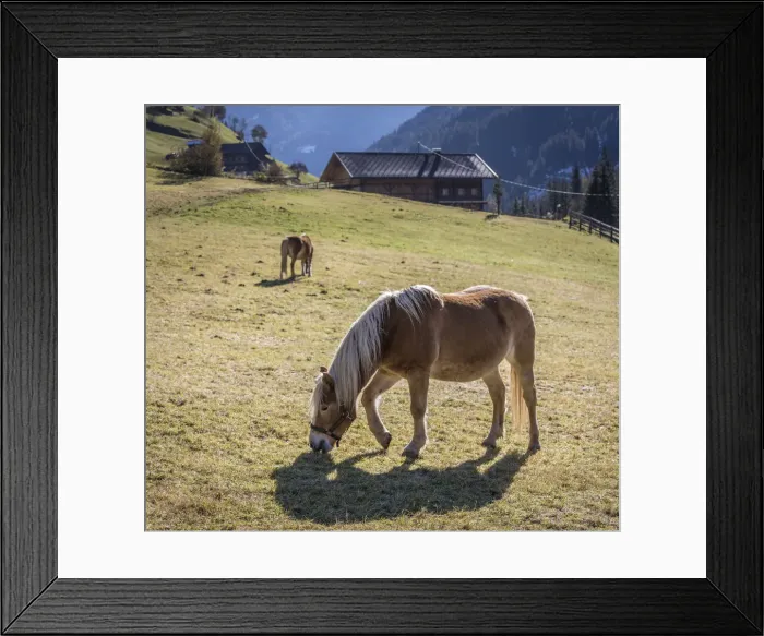 Framed Print : Haflinger horses on a pasture in Ausservillgraten, Villgratental, East Tyrol, Tyrol, Austria