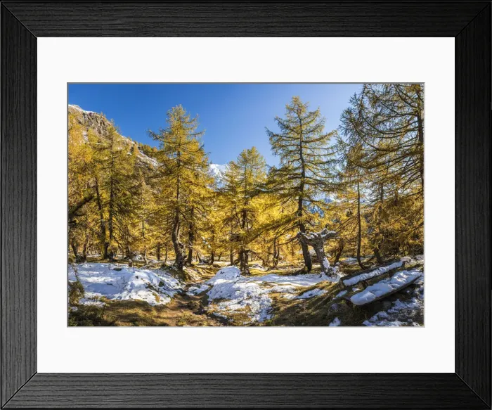 Framed Print : Autumnal larch forest in the Kodnitztal, Kals am Groszglockner, East Tyrol, Tyrol, Austria Framed Print : Autumnal larch forest in the Kodnitztal, Kals am Groszglockner, East Tyrol, Tyrol, Austria