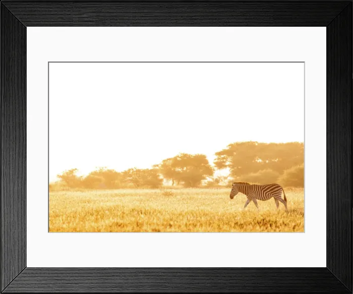 Framed Print : Zebra, Nxai Pan National Park, Botswana