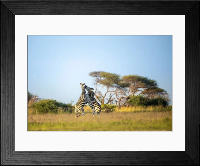 Framed Print : Zebra, Nxai Pan National Park, Botswana Framed Print : Zebra, Nxai Pan National Park, Botswana
