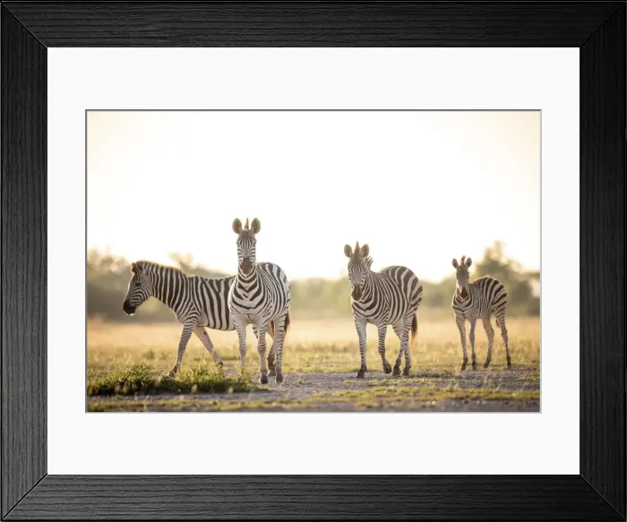 Framed Print : Zebra, Nxai Pan National Park, Botswana Framed Print : Zebra, Nxai Pan National Park, Botswana