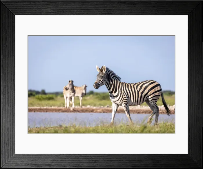 Framed Print : Zebra, Nxai Pan National Park, Botswana
