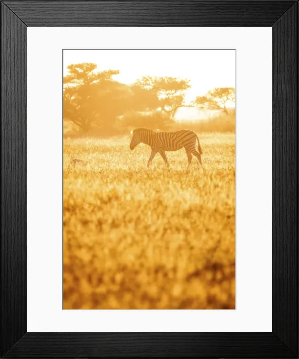 Framed Print : Zebra, Nxai Pan National Park, Botswana Framed Print : Zebra, Nxai Pan National Park, Botswana