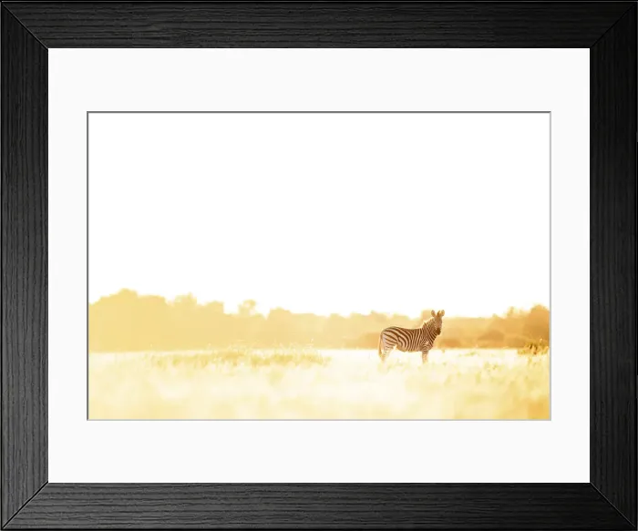 Framed Print : Zebra, Nxai Pan National Park, Botswana