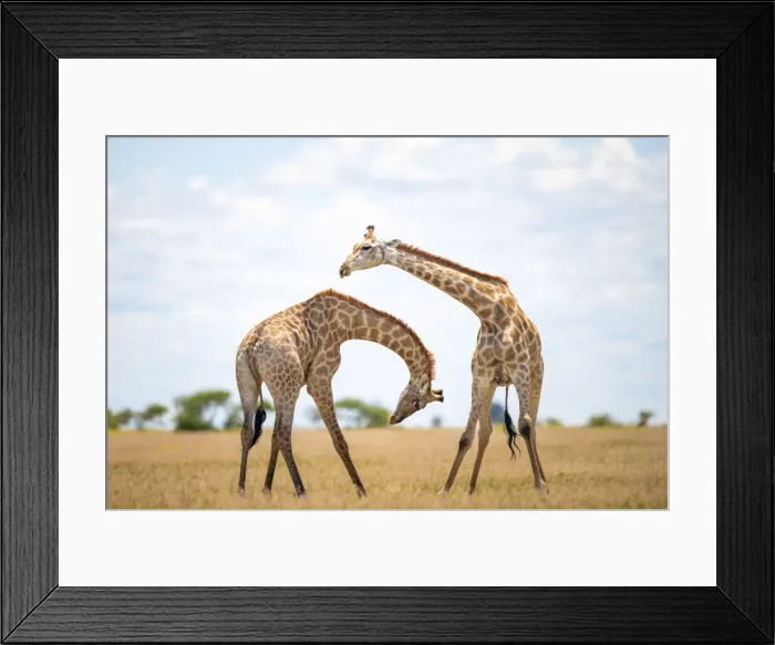 Framed Print : Giraffe, Nxai Pan National Park, Botswana Framed Print : Giraffe, Nxai Pan National Park, Botswana