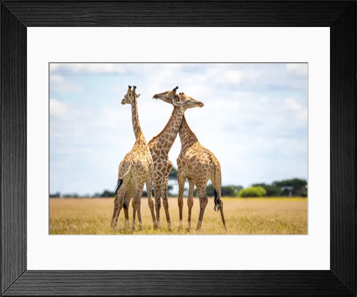 Framed Print : Giraffe, Nxai Pan National Park, Botswana Framed Print : Giraffe, Nxai Pan National Park, Botswana