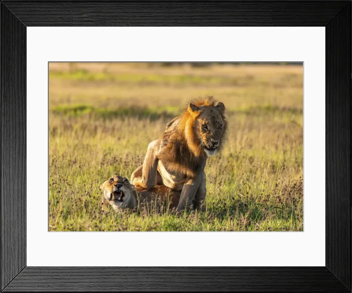 Framed Print : Lion, Nxai Pan National Park, Botswana Framed Print : Lion, Nxai Pan National Park, Botswana