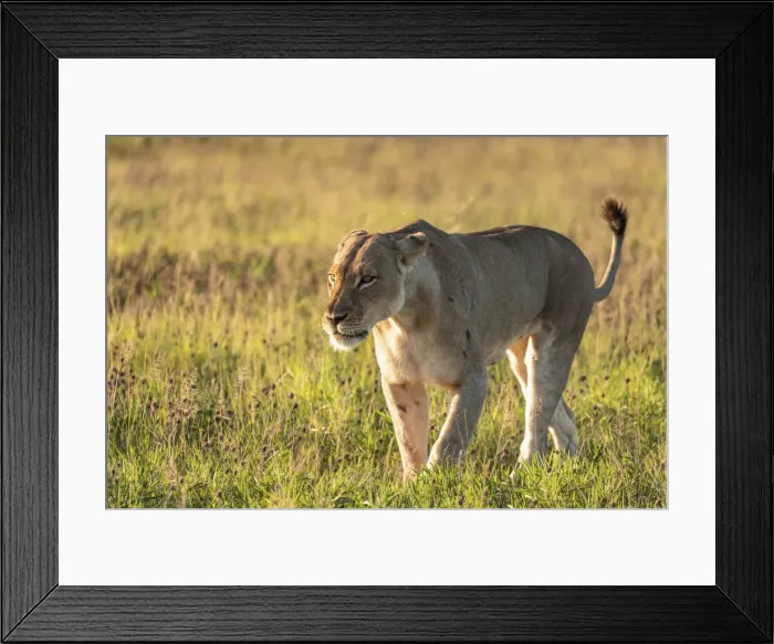 Framed Print : Lion, Nxai Pan Naitonal Park, Botswana