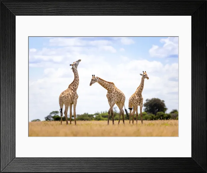Framed Print : Giraffe, Nxai Pan National Park, Botswana Framed Print : Giraffe, Nxai Pan National Park, Botswana