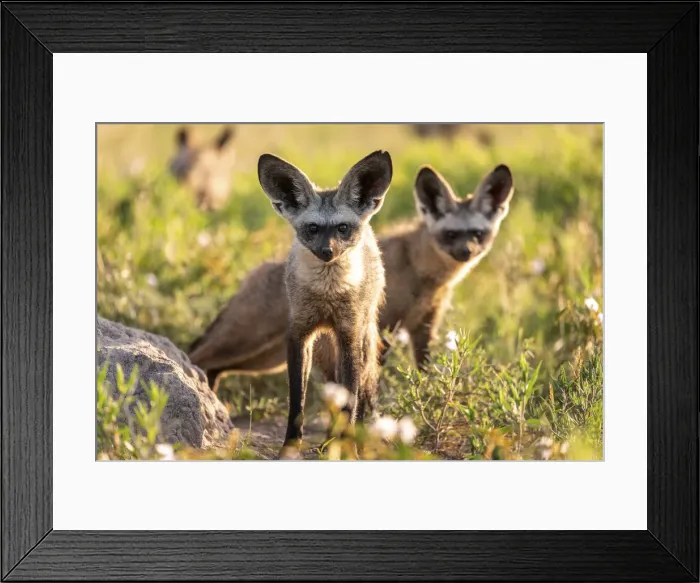 Framed Print : Bat Eared Fox, Nxai Pan National Park, Botswana Framed Print : Bat Eared Fox, Nxai Pan National Park, Botswana