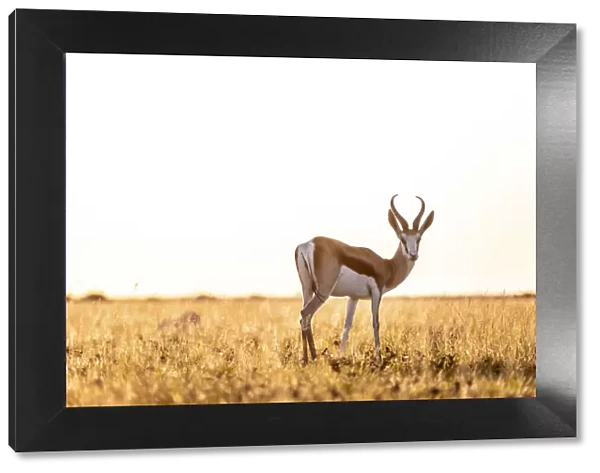 Springbok, Nxai Pan National Park, Botswana