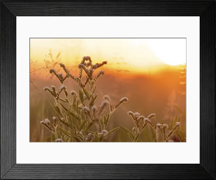 Framed Print : Flowers, Nxai Pan National Park, Botswana Framed Print : Flowers, Nxai Pan National Park, Botswana
