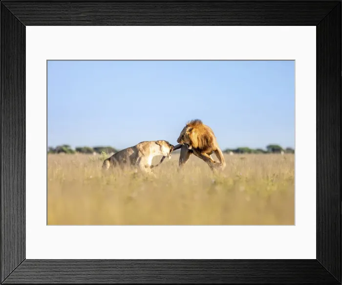 Framed Print : Lion, Nxai Pan Naitonal Park, Botswana Framed Print : Lion, Nxai Pan Naitonal Park, Botswana