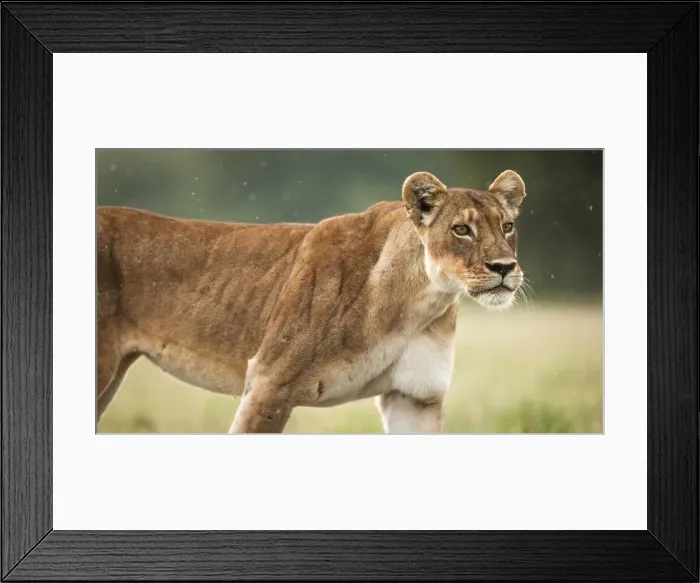 Framed Print : Lion, Nxai Pan Naitonal Park, Botswana Framed Print : Lion, Nxai Pan Naitonal Park, Botswana